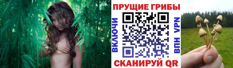 наркошоп  Оса  Псилоцибиновые грибы мухоморы 